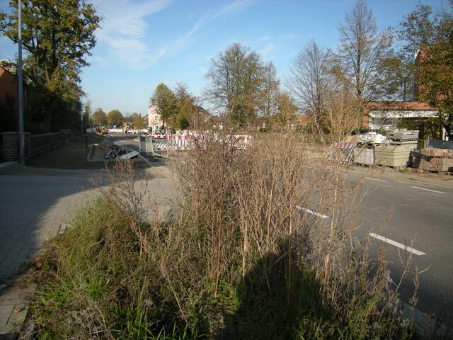 Wildkräuter zur Aussaat bereit.