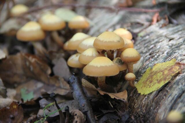 Jetzt büschelweise "Stockschwämmchen im Wald.