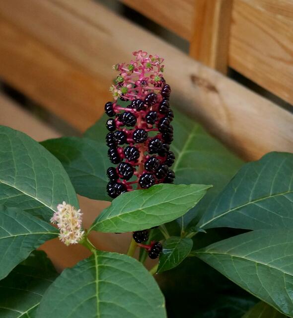 Indische Kermesbeere (Phytolacca acinosa),  sie wird auch als Asien-Kermesbeere oder Asiatische Kermesbeere bezeichnet. Im Vordergrund sehen wir den endständigen Blütenstand mit kleinen weißen Blüten. Im Hintergrund die gekammerten Beerenfrüchte, die rötlich purpurviolett bis schwarz gefärbt sind.