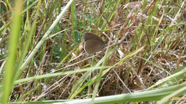Dieser etwas unscheinbarer Schmetterling heißt Schornsteinfeger. Man kann ihn zeitweise massenhaft im Restloch Zechau finden.