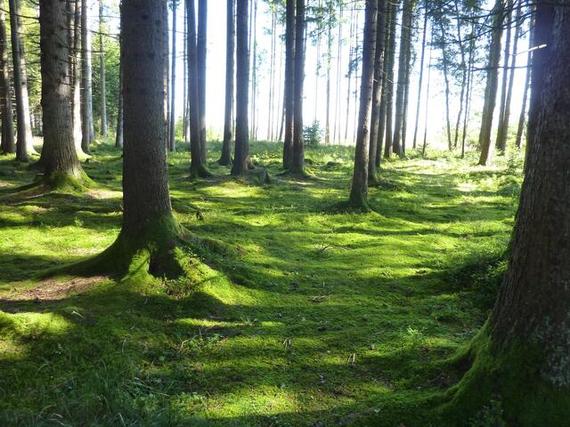 Durch diesen lichtdurchfluteten Wald geht es zum wiedervernässten Moorgebiet "Langer Filz".