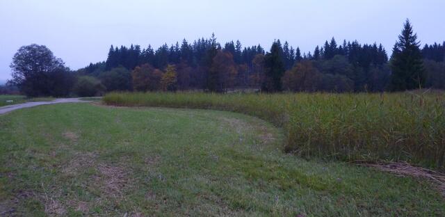 Die Landwirte mähen die Moorflächen besonders behutsam. Sie lassen immer eine Grasfläche stehen.