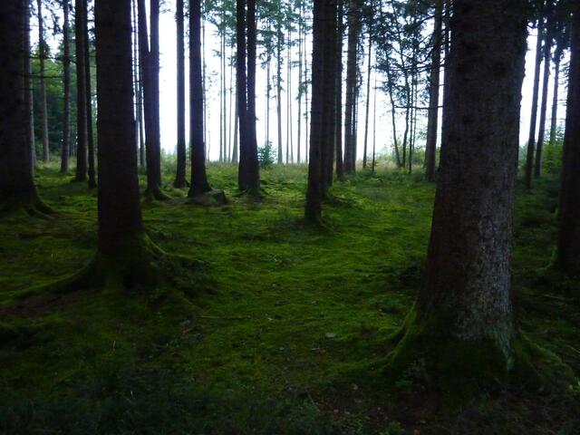 So sieht der lichtdurchflutete Wald beim Langen Filz in der Dämmerung aus.