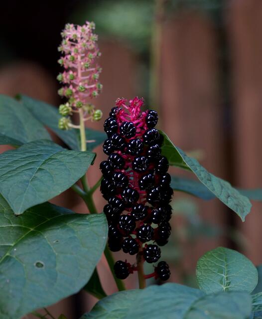 Blüten und Fruchtstand stehen bei der Indischen Kermesbeere aufrecht.