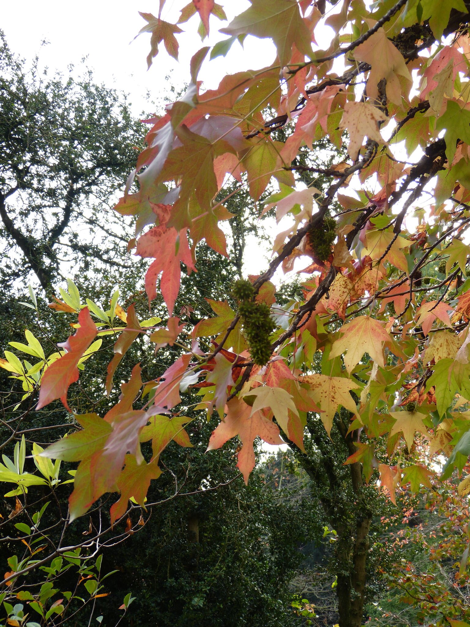 Exoten im Hermannshof Weinheim Der Amerikanische Amberbaum