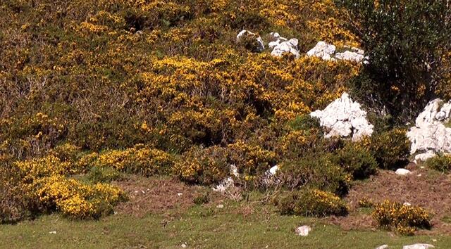 Ginsterblüte in den Bergen