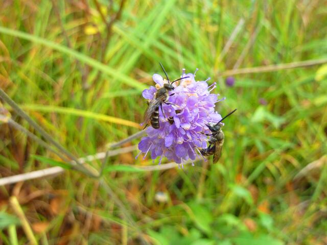 Zwei Bienen besuchen einen Teufelsabbiss.