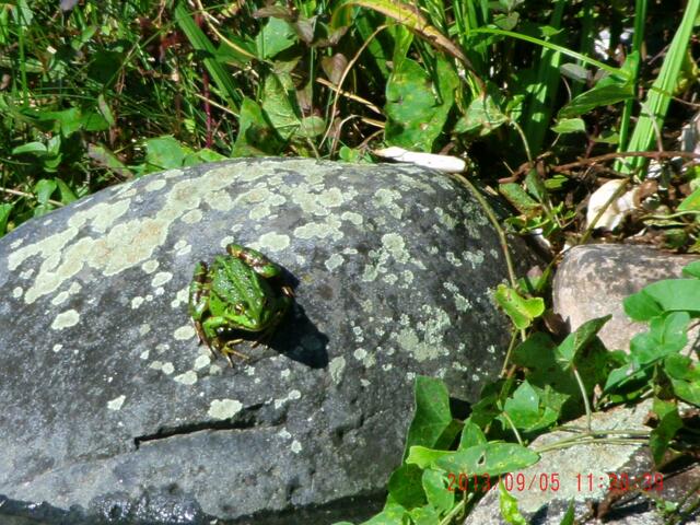 Der Teichfrosch auf Lauer