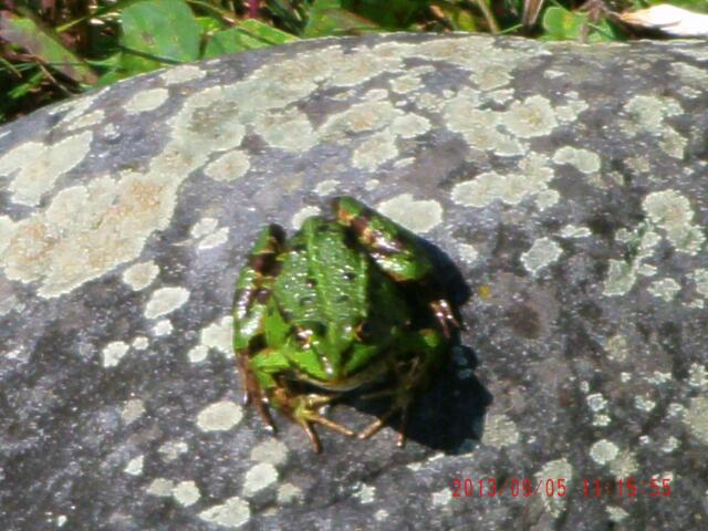 meine kleinen Freunde in Deutschland nennen mich Fridolin Frosch.