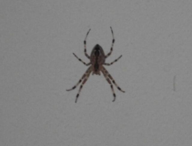 Freibadspinne