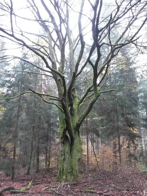Knorriger alter Baum am Herrenweg