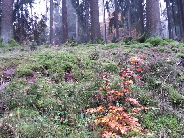 Mooslandschaft am Wegesrand