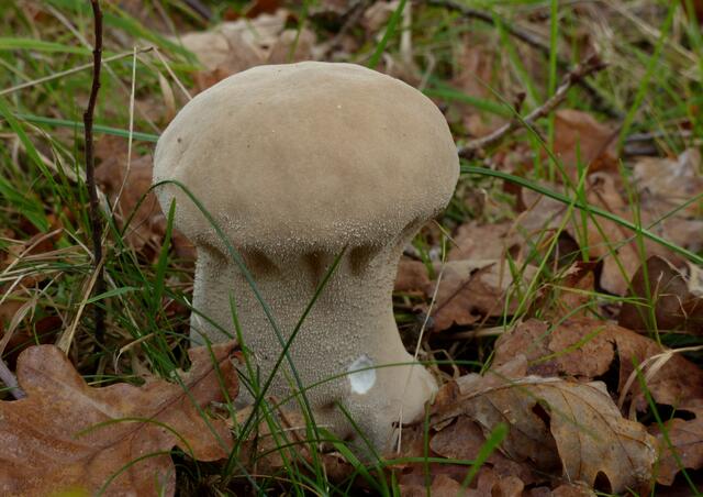 Flaschenstäubling (Lycoperdon perlatum)