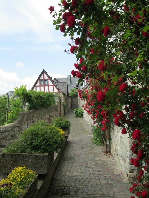 Rosenschmuck am Mühlberg  unterhalb des Limburger Doms. Von unten kommt der Pfarrweg hoch.