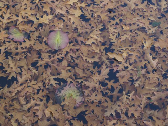 Etwas Farbe im Teich.