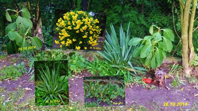 26.10.2014.2014 - Temperatur: Plus 11C° 5:22h / 18°C Plus 11:23h / Wind: 1-3 / Frühnebel > 300m - ab 11:00h / Sonnenschein - dann zeitweise trüb