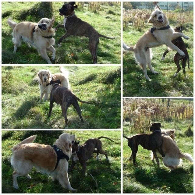 Herrliche Hundegrimassen !