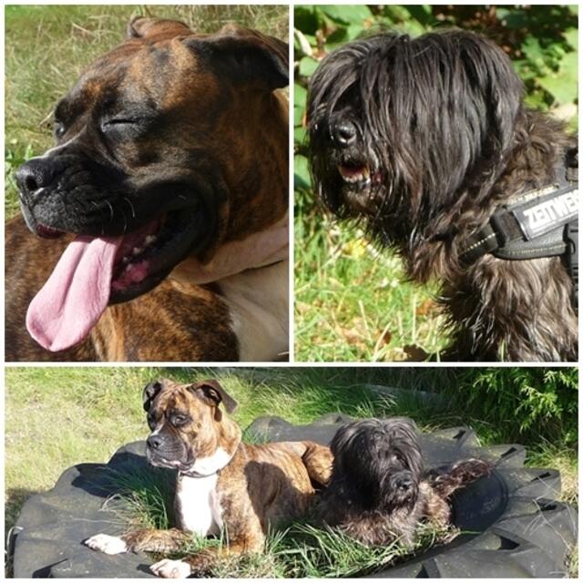 Meine Mädel-ziemlich ko beide....