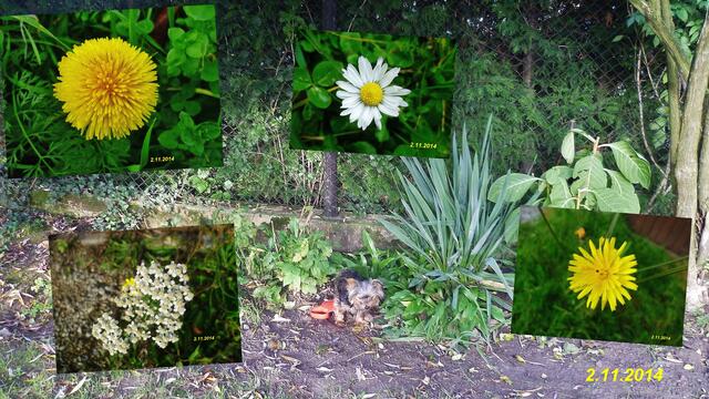 (44) !!! Sonntags + Monatsbilder / Blumenbeet !!! 2.11.2014 - Temperatur: Plus 4C° 6:42h / 18°C Plus 11:23h / Wind: 1-3 / Frühnebel > 300m - ab 11:00h / Sonnenschein - warm