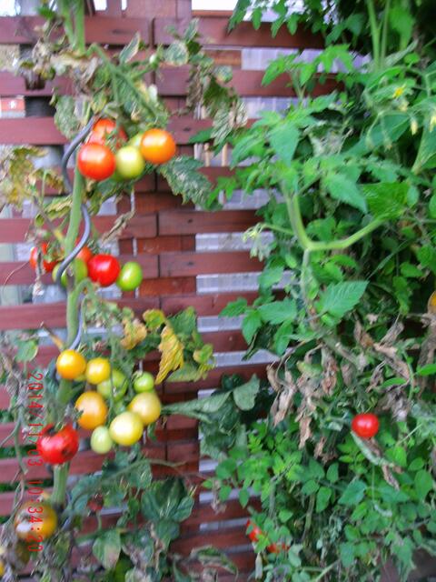 Freilandtomaten, am 3. November 2014 noch nicht erfroren