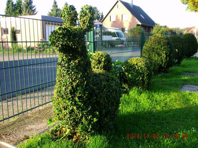 Buchsbaum