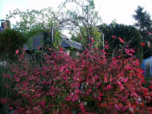 Herbstlaub