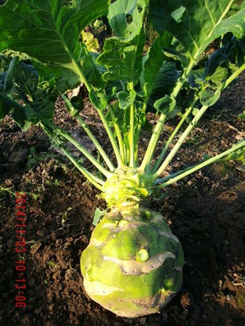 Kohlrabi, doppelstöckig