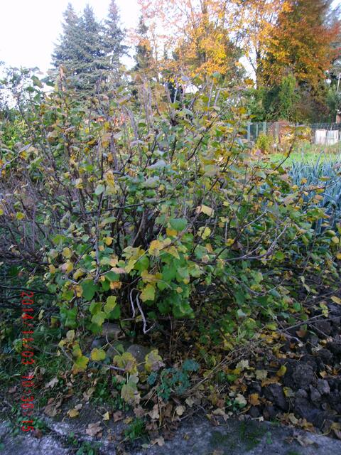 Johannisbeerstrauch mit Herbstlaub