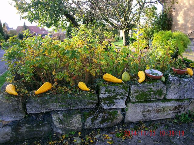 Herbstliche Trockenmauer