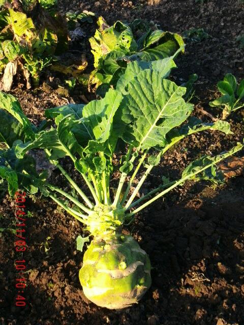 Kohlrabi, Riesenschmelz