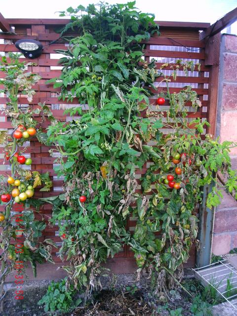 Freilandtomaten