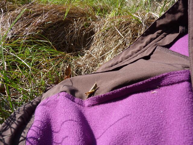 Besuch auf meiner Jacke