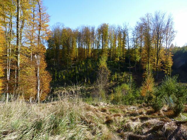 Auch wenn die Bäume schon viel Laub abgeworfen haben, leuchten sie noch golden in der Sonne.