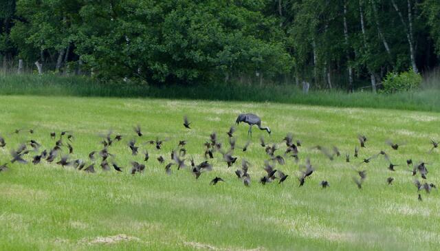 Ein Kranich konnte im Juni inmitten einer Starenscharr auf einer Wiese in der Feldmark beobachtet werden.