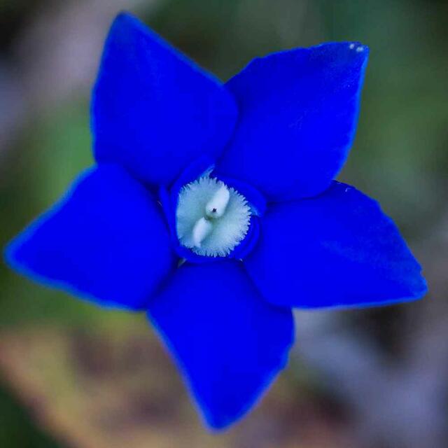 Sein Blau ist unverwechselbar