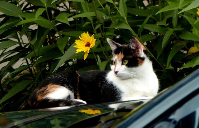 An Eis und Schnee denkt die Nachbarskatze sicherlich noch nicht. Doch als die Abende schon Temperaturen unter 10°C zeigten, freute sie sich über eine warme Motorhaube...