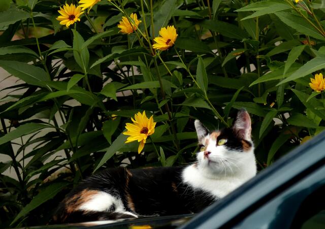 Ihr verschwommener Blick lässt ahnen, wovon sie gerade träumt....