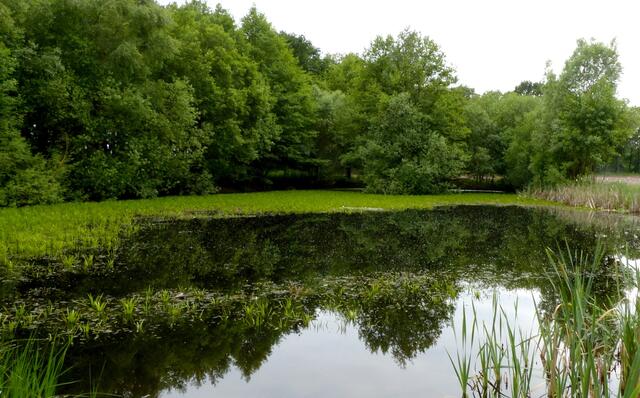 So sah das von uns "Krebsscherenteich" genannte Gewässer im Juni im vorderen Bereich aus. Die Krebsscheren wurden im vergangenen Herbst zum Teil entfernt, wohl damit sie nicht überhand nehmen und sich auch offene Wasserflächen ergeben.