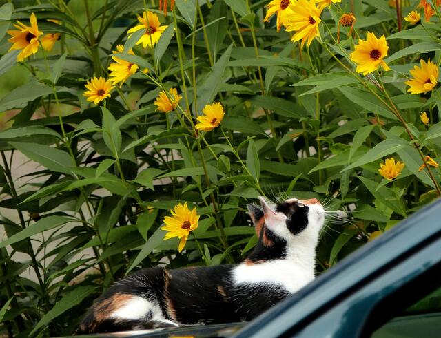 ...und schon hat Nachbars Katze ein Vögelchen entdeckt. Doch der warme Bauch ist ihr wichtiger. Sie kann´s beim Träumen belassen...Für den vollen Bauch braucht sie nicht selbst zu sorgen!