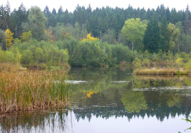 In einer ehemaligen Deponie ist der Lindenbachweiher entstanden.