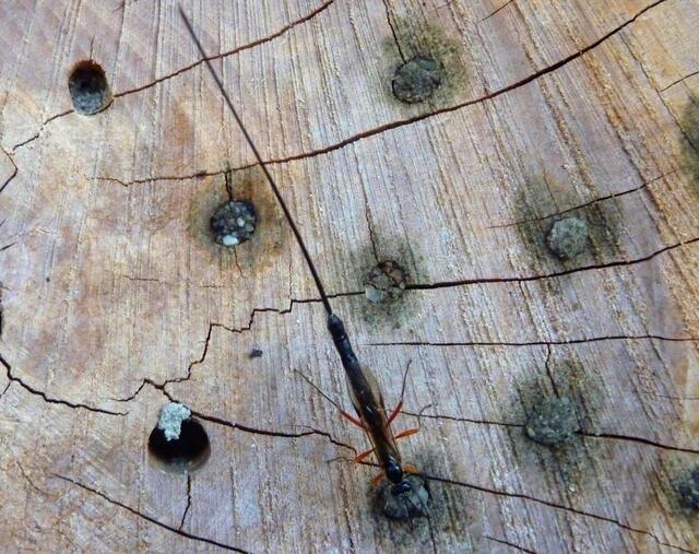 Dieses Insekt mit dem sehr langen Schwanz hatte ein Insektenhotel aufgesucht.