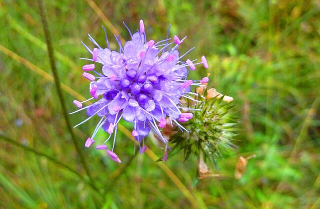 Diese Blüte ist von unglaublicher Schönheit.