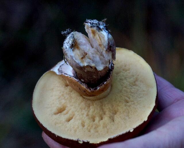 Der Butterpilz oder Butter-Röhrling (Suillus luteus). Der schokoladenbraune Hut ist zunächst halbkugelförmig. Er ist schleimig-schmierig. Die Röhren sind blassgelb.