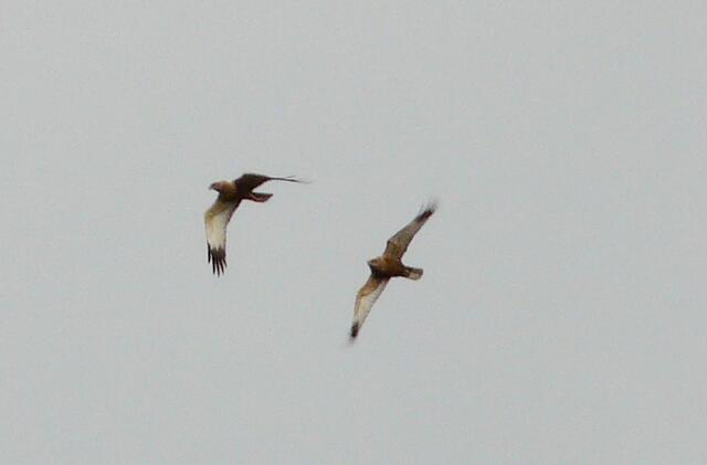 Die Rohrweihen, die im April 2012 im Flug über dem Würmsee beobachtet wurden brüteten im Jahr 2014 im nahe gelegenen Vogelschutzgehölz des NABU. Burgwedel und Isernhagen.