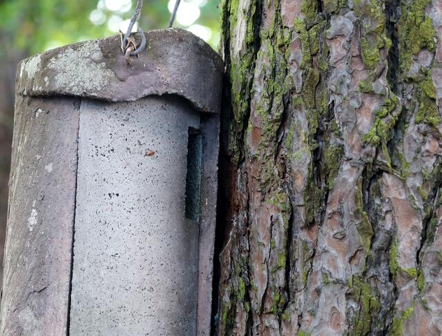 Ein Nistkasten aus Beton, den man mit dieser Öffnung eher selten sieht, wurde im Gelände des Vogelschutzgehölzes des NABU Burgwedel und Isernhagen entdeckt. Wer kann die Vogelart benennen für die dieses seitliche Einschlupfloch erforderlich ist?