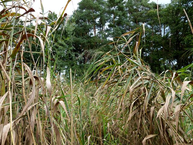 Tief versteckt in hoher Vegetation in einem Bodennest brüteten hier im Vogelschutzgehölz des NABU Burgwedel und Isernhagen die Rohrweihen im Jahr 2014. Der Tag der offenen Tür wurde in diesem Jahr deshalb auf den September verschoben.