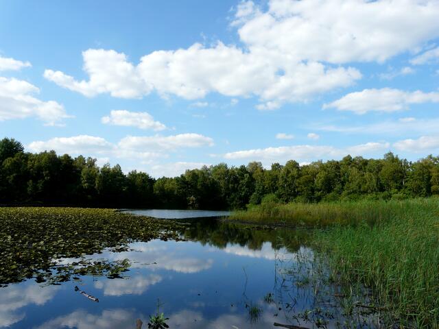 Der Würmsee am 25.Juli 2010. Schwankungen im Wasserstand gab es in allen Jahren. Die Seerosenteppiche liegen nicht mehr tief im Wasser, doch vergleichsweise bot der See zu diesem Zeitpunkt noch (fast) ein Postkartenmotiv...