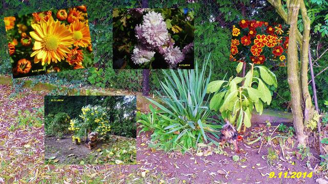 (45) !!! Sonntags + Monatsbilder / Blumenbeet !!! 9.11.2014 - Temperatur: Plus 1C° 5:32h / 8°C Plus 12:13h / Wind: 1-3 / Nebel > 300m - ab 12:00h / Sonnenschein - langsam löst sich der Nebel auf !