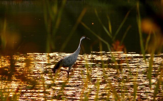 Goldener Sonnenuntergang am Würmsee. Ein Kranich - im Gegenlicht - stakst durch den See. Idyllisches Bild aus dem Mai 2011.