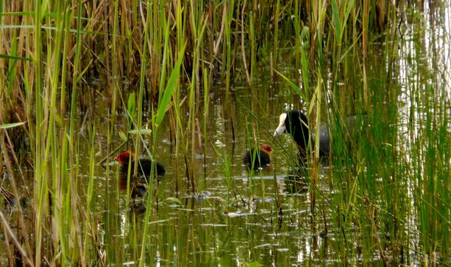 Bilder aus der Vergangenheit - Im Mai 2011 - Ein Blässhuhn versteckt sich mit seinen beiden Küken im Röhricht am Rande des Würmsees. Ob wir ähnliche Beobachtungen in der Zukunft dort festhalten können? Momentan sieht es nicht danach aus..